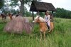 Folwark Bulin - Imię konia: Narina