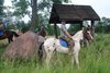 Folwark Bulin - Imię konia: Centi