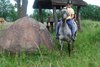 Folwark Bulin - Imię konia: Fortuna
